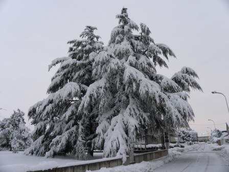 Arbusto-sotto-la-neve_imagelarge.jpg