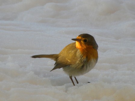 Pettirosso_imagelarge (1).jpg