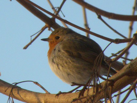 Pettirosso_imagelarge (2).jpg