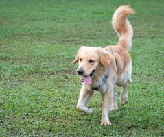 A Godo riaperta l'area sgambamento cani