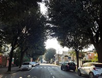 Potature e nuovi alberi,  così Russi cura il suo patrimonio verde